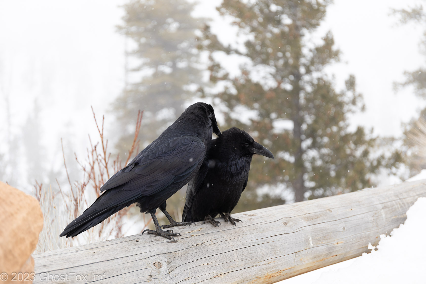 My traveling companions Hugin & Munin